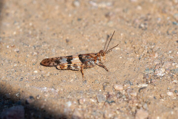 Pallid Winged Grasshopper (Trimerotropis pallidipennis) in Colorado