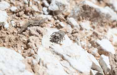 Paradise Jumping Spider Habronattus Amicus on Rocky Ground in Colorado's Natural Habitat