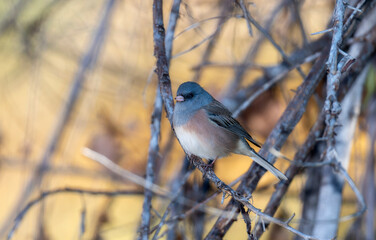 Pink Sided Junco Perched Amongst Branches in Colorado During Early Morning Light