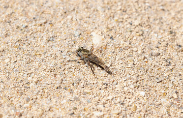 Robber Fly Proctacanthella Cacopiloga Resting on Sandy Ground in Colorado