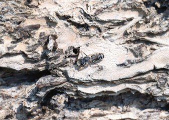 Pugnacious Leafcutter Bee Megachile Pugnata Foraging on Bark in Colorado During Sunny Afternoon