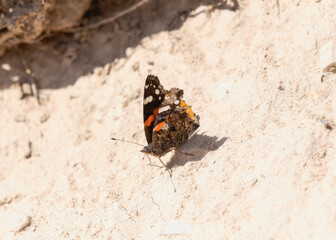 Red Admiral Butterfly Vanessa Atalanta Resting on Sandy Surface in Colorado