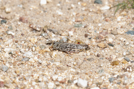 Detailed View of Red Shanked Grasshopper Xanthippus Corallipes on Sandy Ground in Colorado