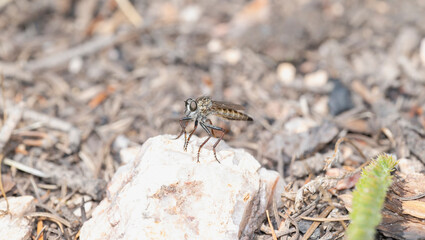 A Robber Fly Machimus in Colorado’s Natural Habitat