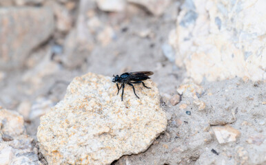Robber Fly Genus Pogonosoma Observed on Rocky Surface in Colorado