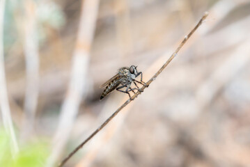 A Colorado Robber Fly in the Genus Machimus Perched on a Branch