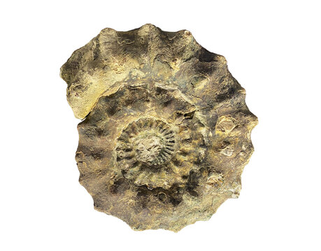 Ammonite, Peltoceras athleta isolated on white background with clipping path