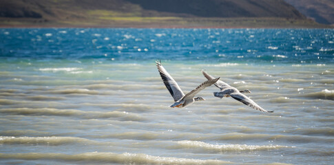 the Bar-headed Goos/Anser indicus in tibet