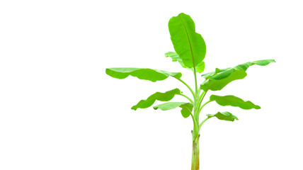 Cut out of banana tree and leaves with clipping path on white background.