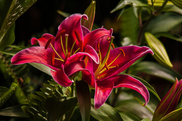 Red Oriental Lily 16145