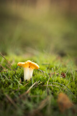 Chanterelles growing in the forest, selective focus. © Marcin
