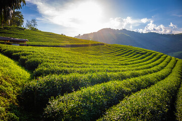 Beautiful landscape panorama view of 101 tea plantation in bright day on blue sky background , tourist attraction at Doi Mae Salong Mae Fah Luang Chiang Rai province in thailand.