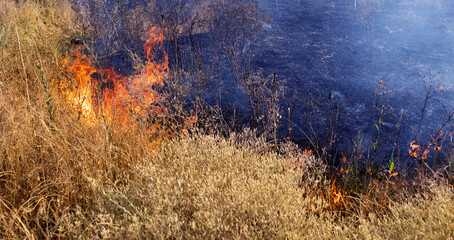 Forest and steppe fires dry completely destroy the fields and steppes during a severe drought....