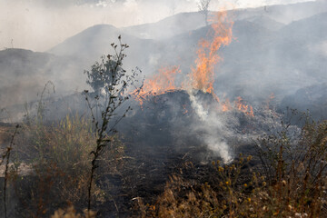 Forest and steppe fires dry completely destroy the fields and steppes during a severe drought....
