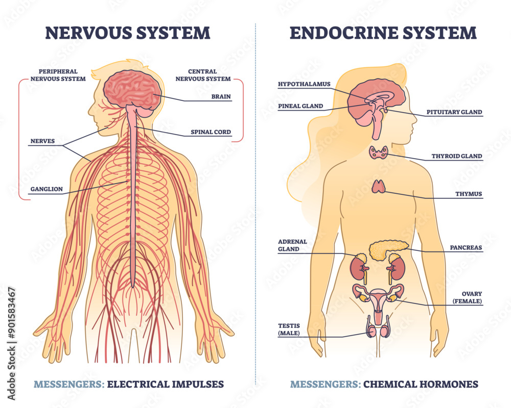 Wall mural Nervous system vs endocrine with messengers differences outline diagram, transparent background. Labeled educational electrical impulses and chemical hormones centers in human body illustration.