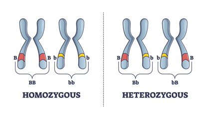 Heterozygous vs homozygous parent gene differences comparison outline diagram, transparent background.