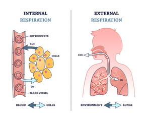 Internal vs external respiration system with air exchange outline diagram, transparent background. Labeled educational breathing.