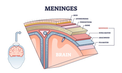 Meninges as central brain part structure or under skin layers outline diagram, transparent background. Labeled educational and anatomical parts location scheme.
