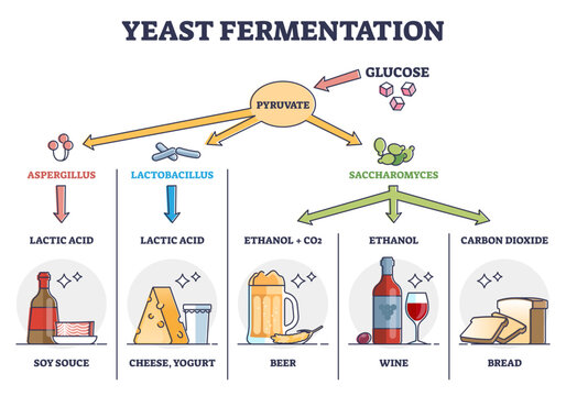 Yeast fermentation principle for drinks and food outline diagram, transparent background. Labeled educational chemical process with glucose and pyruvate steps illustration.