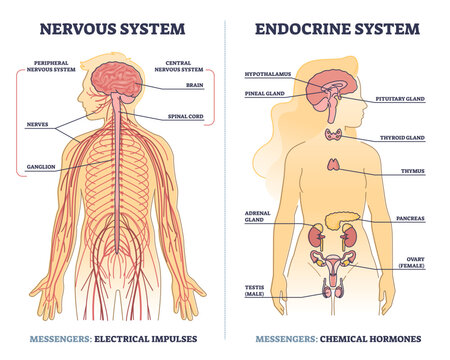 Nervous system vs endocrine with messengers differences outline diagram, transparent background. Labeled educational electrical impulses and chemical hormones centers in human body illustration.
