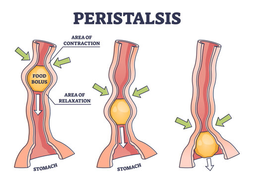 Peristalsis as anatomical food swallow process explanation outline diagram, transparent background. Educational labeled healthy gastrointestinal food bolus movement reflex.