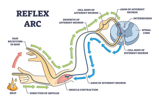 Reflex arc explanation with pain signals and receptor impulse outline diagram, transparent background. Labeled education neuron direction path scheme.