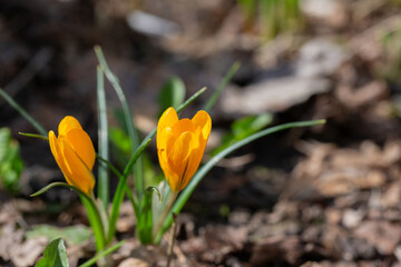 Crocus chrysanthus, Iridaceae. Wild plant shot in spring.