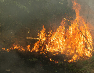 Forest and steppe fires dry completely destroy the fields and steppes during a severe drought....
