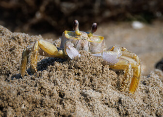 Ghost crab along the sandy seashore.  Small crab the burrows in the sand along the coastline.