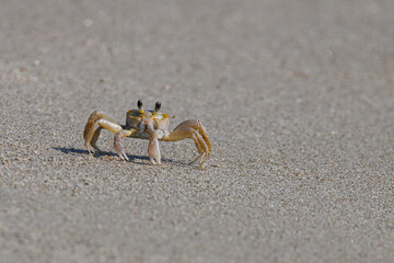 Ghost crab along the sandy seashore.  Small crab the burrows in the sand along the coastline.