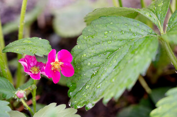 Pink strawberry flower close up, wild strawberry, ovary, berry bush.