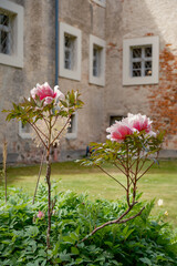Rosensträucher im Park von Mellenthin