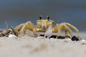 Ghost crab along the sandy seashore.  Small crab the burrows in the sand along the coastline.