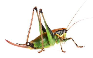 Bush Cricket, Eupholidoptera chabrieri female isolated on white, side view