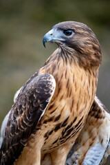 A red tailed hawk