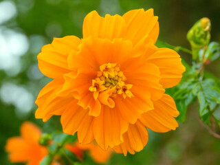 orange flower with dew