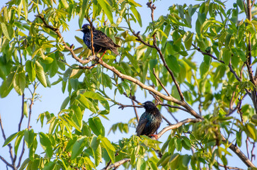 The common starling (Sturnus vulgaris), also known as the European starling sitting on green tree, observing surrounding, singing, close up, horizontal