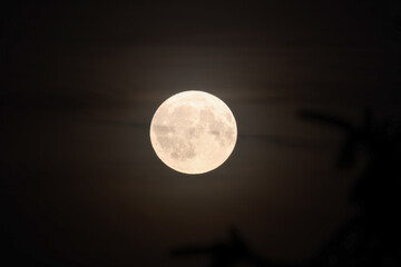 Full Moon Illuminating Night Sky with Silhouetted Trees, Captured from Low Angle, on the summer night, close up, dark, horizontal