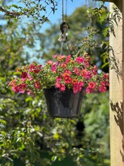 Pink flowers growing in a hanging basket pot