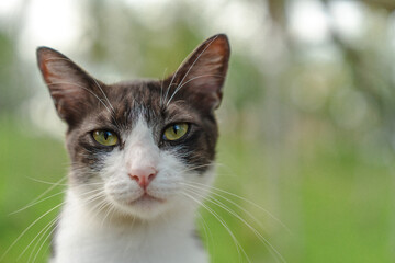 The cat looking something in the graden. Close up and bokeh background