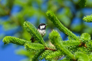A Coal Tit looking for food in a tree