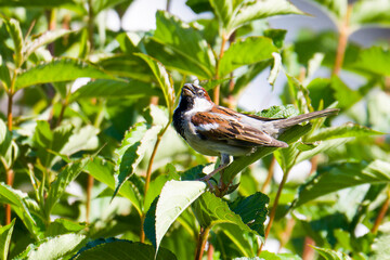 Haussperling Männchen bei der Balz