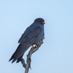 A male Red footed falcon sitting on top of a tree