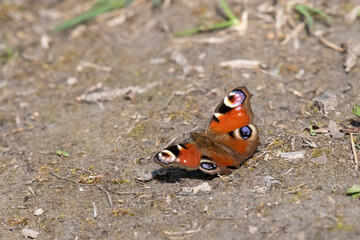 A peacock butterfly resting on the ground