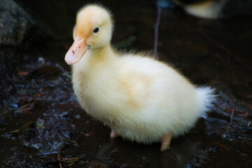 Eine leuzistische junge Stockente in Nahansicht