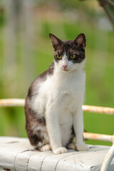 The cat looking something in the graden. Close up and bokeh background