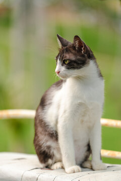 The cat looking something in the graden. Close up and bokeh background