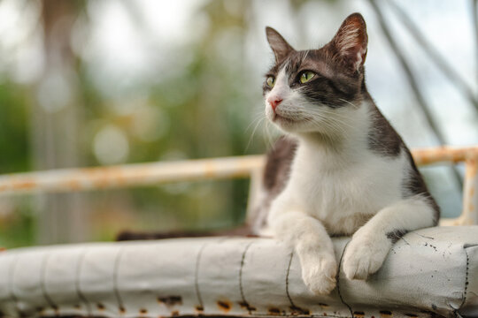 The cat looking something in the graden. Close up and bokeh background