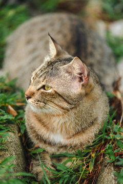 The cat looking something in the graden. Close up and bokeh background
