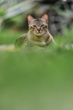 The cat looking something in the graden. Close up and bokeh background
